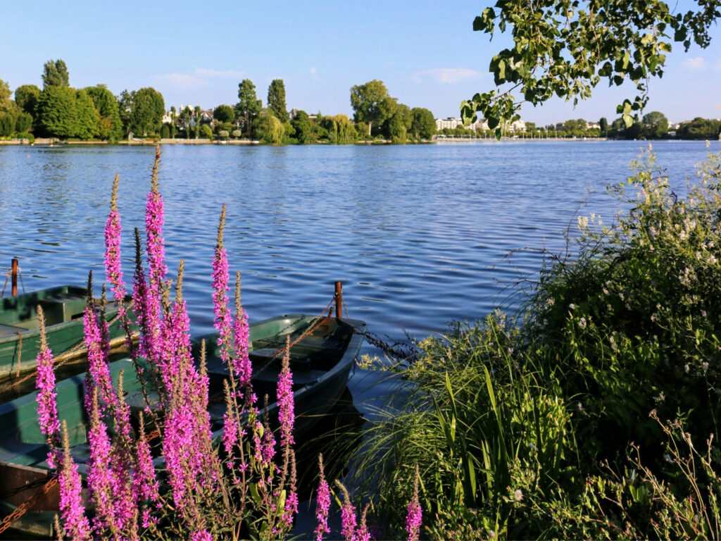 Lilla vilde blomster ved søbred med små grønne robåde i vandet.