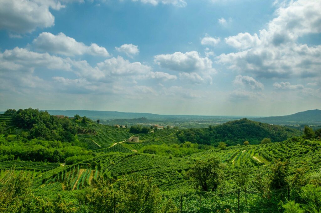 Grønne vinmarker på bølgende bakker under en blå himmel med spredte skyer i Osara Bormida, Italien.